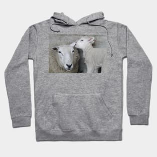 The Lamb Whisperer Hoodie